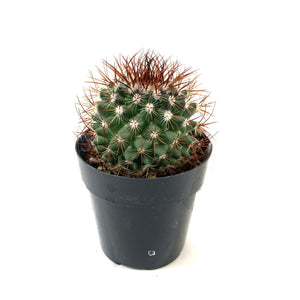 Cactus, 2.5in, Mammillaria 'Tenango del Valle' - Floral Acres Greenhouse & Garden Centre