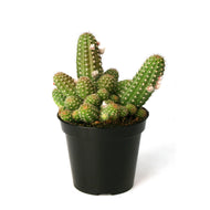 Cactus, 9cm, Echinopsis 'Rose Quartz' - Floral Acres Greenhouse & Garden Centre