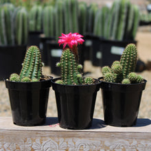 Load image into Gallery viewer, Cactus, 9cm, Echinopsis &#39;Rose Quartz&#39; - Floral Acres Greenhouse &amp; Garden Centre
