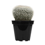 Cactus, 9cm, Mammillaria Hahniana 'Old Lady' - Floral Acres Greenhouse & Garden Centre