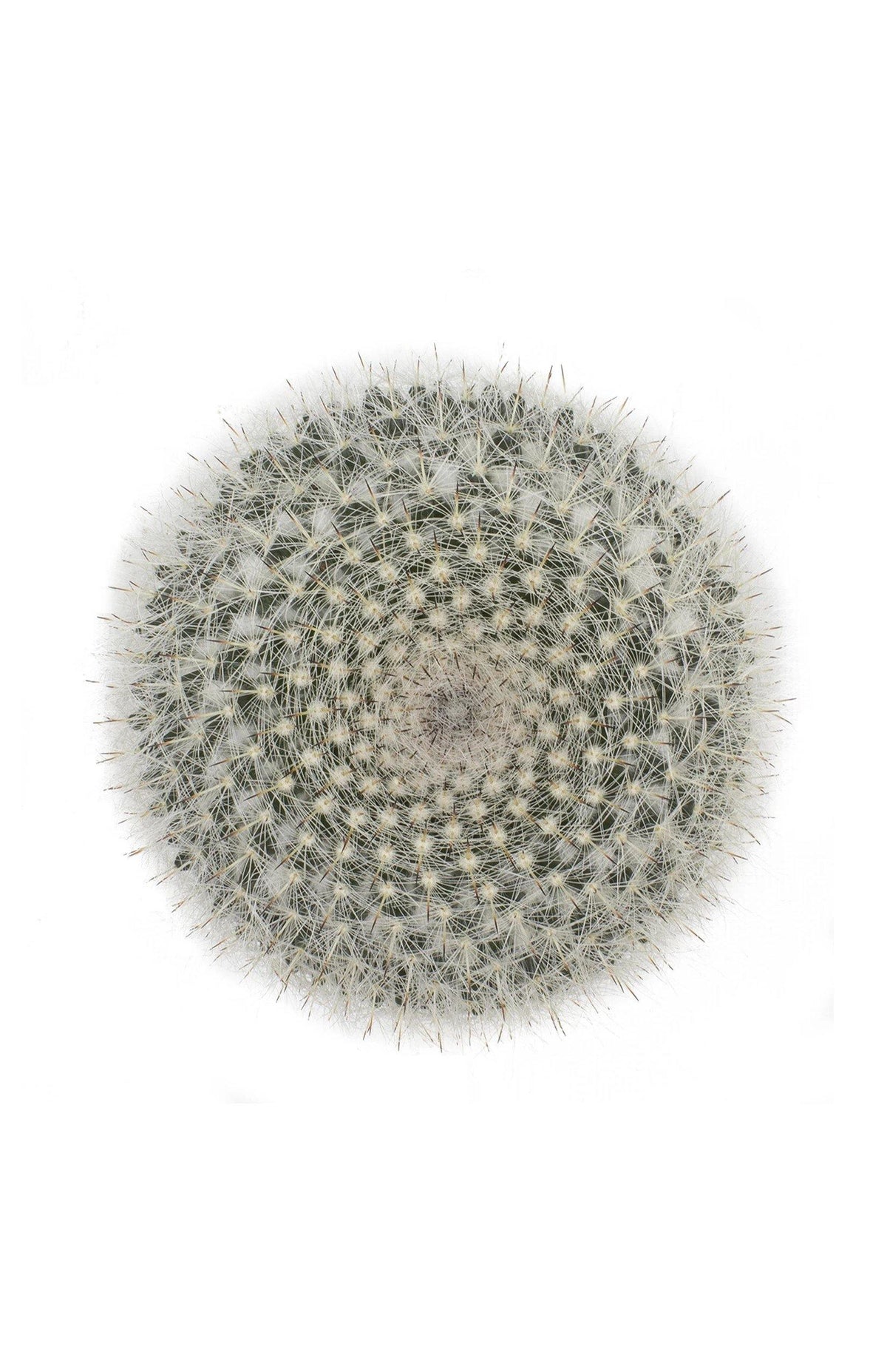 Cactus, 9cm, Mammillaria Hahniana 'Old Lady' - Floral Acres Greenhouse & Garden Centre