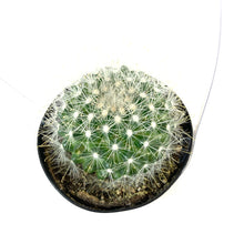 Load image into Gallery viewer, Cactus, 9cm, Mammillaria Senilis - Floral Acres Greenhouse &amp; Garden Centre
