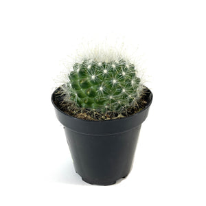 Cactus, 9cm, Mammillaria Senilis - Floral Acres Greenhouse & Garden Centre