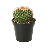 Cactus, 9cm, Mammillaria Mystax - Floral Acres Greenhouse & Garden Centre