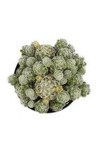 Load image into Gallery viewer, Cactus, 9cm, Mammillaria gracilis fr &#39;Thimble&#39; - Floral Acres Greenhouse &amp; Garden Centre
