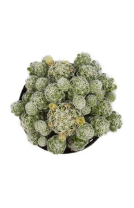 Cactus, 9cm, Mammillaria gracilis fr 'Thimble' - Floral Acres Greenhouse & Garden Centre