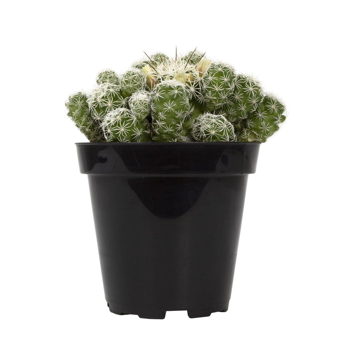 Cactus, 9cm, Mammillaria gracilis fr 'Thimble' - Floral Acres Greenhouse & Garden Centre