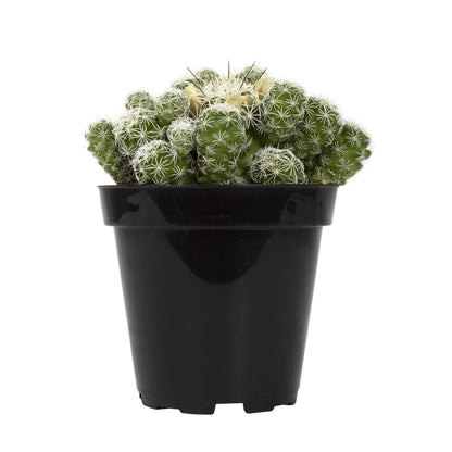Cactus, 9cm, Mammillaria gracilis fr 'Thimble' - Floral Acres Greenhouse & Garden Centre