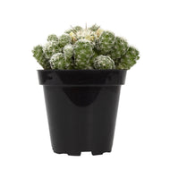 Cactus, 9cm, Mammillaria gracilis fr 'Thimble' - Floral Acres Greenhouse & Garden Centre