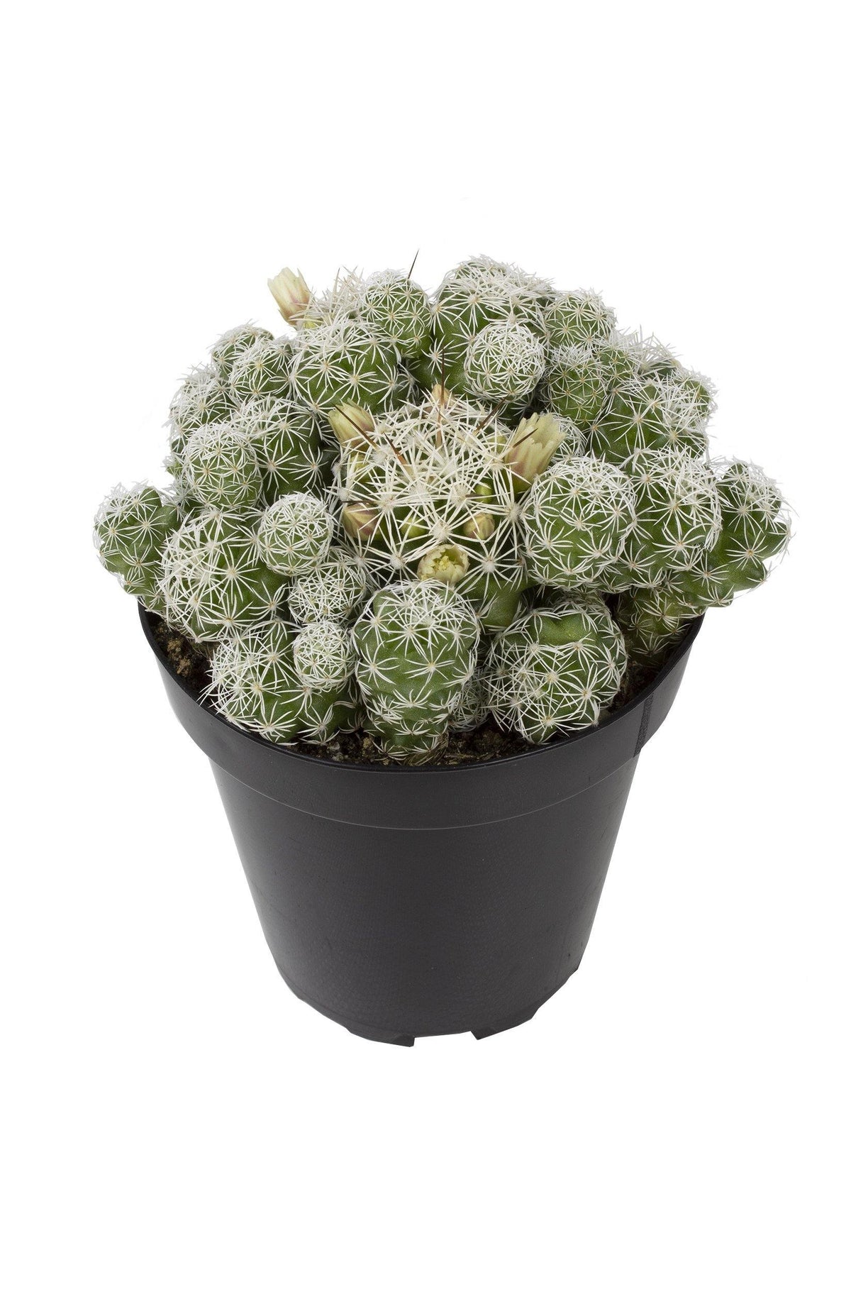 Cactus, 9cm, Mammillaria gracilis fr 'Thimble' - Floral Acres Greenhouse & Garden Centre