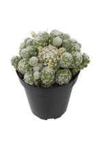 Load image into Gallery viewer, Cactus, 9cm, Mammillaria gracilis fr &#39;Thimble&#39; - Floral Acres Greenhouse &amp; Garden Centre
