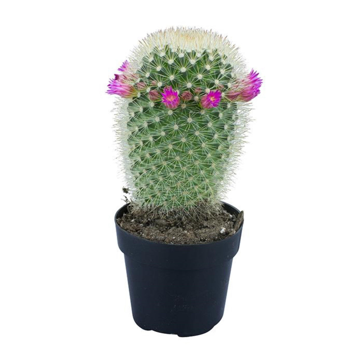 Cactus, 9cm, Mammillaria 'Bristle Brush' - Floral Acres Greenhouse & Garden Centre