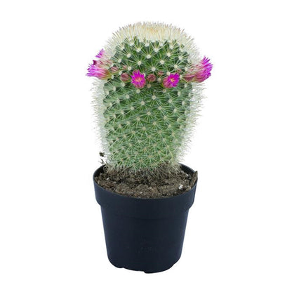 Cactus, 9cm, Mammillaria 'Bristle Brush' - Floral Acres Greenhouse & Garden Centre
