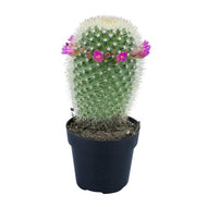 Cactus, 9cm, Mammillaria 'Bristle Brush' - Floral Acres Greenhouse & Garden Centre