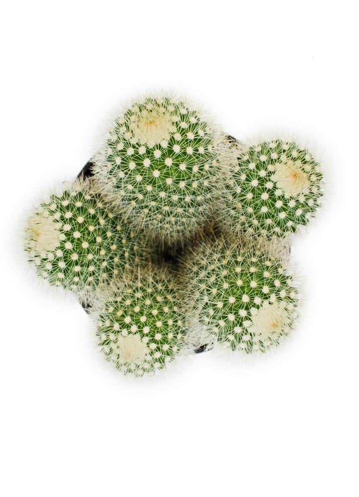 Cactus, 9cm, Mammillaria 'Bristle Brush' - Floral Acres Greenhouse & Garden Centre