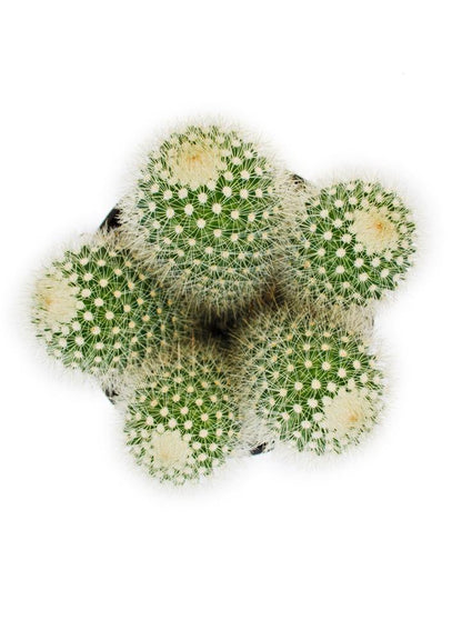 Cactus, 9cm, Mammillaria 'Bristle Brush' - Floral Acres Greenhouse & Garden Centre
