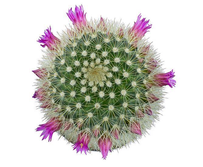 Cactus, 9cm, Mammillaria 'Bristle Brush' - Floral Acres Greenhouse & Garden Centre