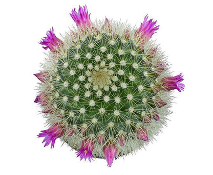 Cactus, 9cm, Mammillaria 'Bristle Brush' - Floral Acres Greenhouse & Garden Centre