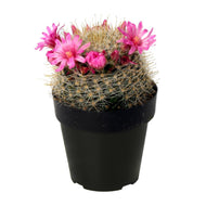 Cactus, 9cm, Mammillaria Zeilmanniana 'Pink Crown' - Floral Acres Greenhouse & Garden Centre