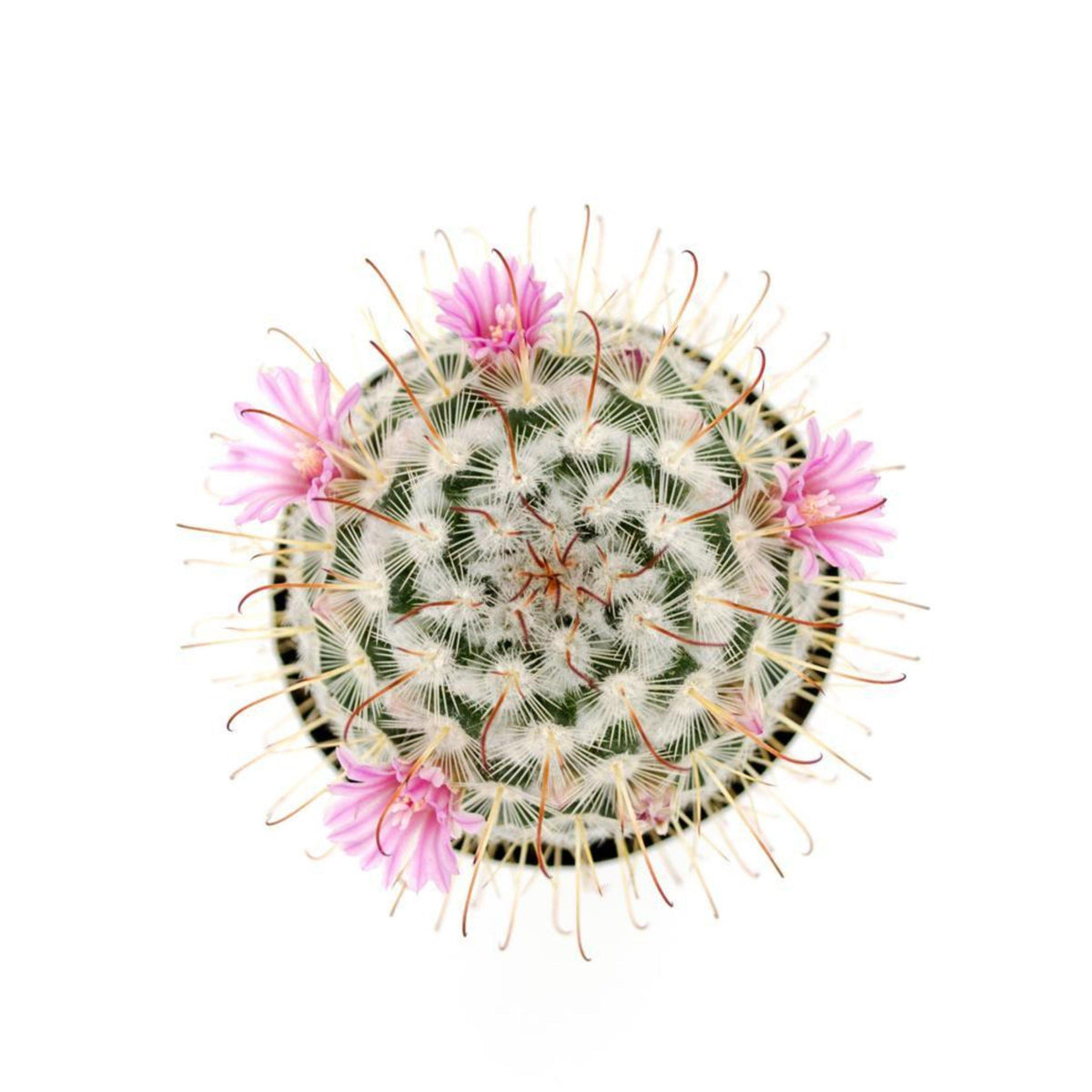 Cactus, 9cm, Mammillaria 'Silken Pincushion' - Floral Acres Greenhouse & Garden Centre