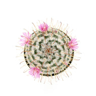 Cactus, 9cm, Mammillaria 'Silken Pincushion' - Floral Acres Greenhouse & Garden Centre