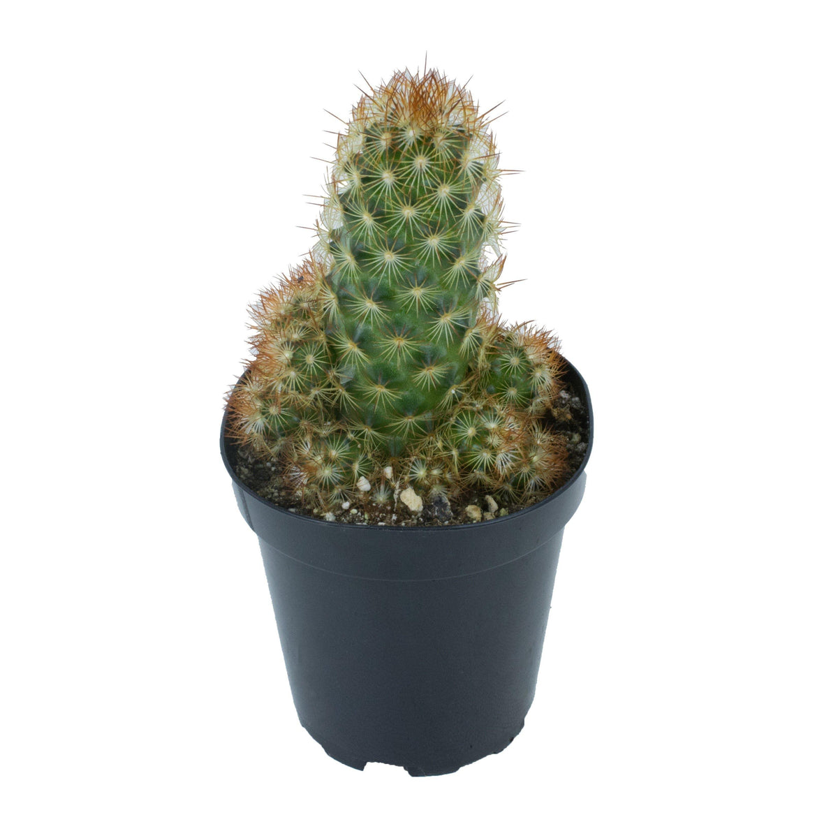 Cactus, 9cm, Mammillaria Elongata 'Copper King' - Floral Acres Greenhouse & Garden Centre