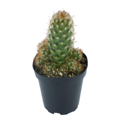 Cactus, 9cm, Mammillaria Elongata 'Copper King' - Floral Acres Greenhouse & Garden Centre