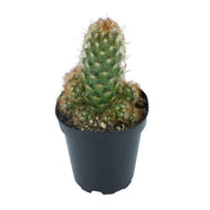 Cactus, 9cm, Mammillaria Elongata 'Copper King' - Floral Acres Greenhouse & Garden Centre