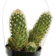 Load image into Gallery viewer, Cactus, 9cm, Mammillaria Elongata &#39;Pink Nymph&#39;
