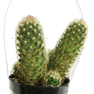 Cactus, 9cm, Mammillaria Elongata 'Pink Nymph'