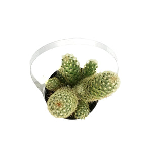 Cactus, 9cm, Mammillaria Elongata 'Pink Nymph'