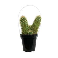 Load image into Gallery viewer, Cactus, 9cm, Mammillaria Elongata &#39;Pink Nymph&#39;
