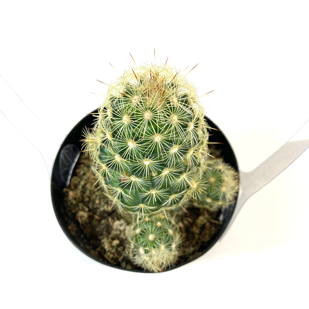 Cactus, 9cm, Mammillaria Elongata 'Icicle' - Floral Acres Greenhouse & Garden Centre