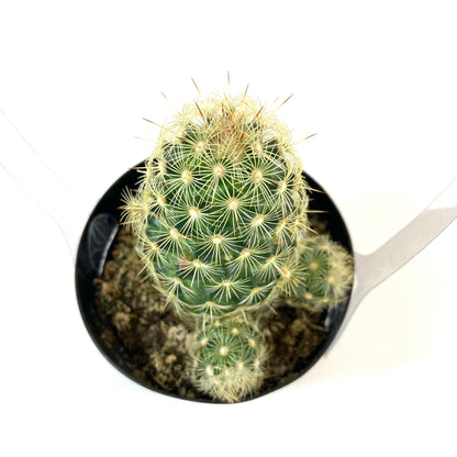 Cactus, 9cm, Mammillaria Elongata 'Icicle' - Floral Acres Greenhouse & Garden Centre