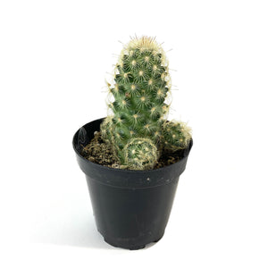 Cactus, 9cm, Mammillaria Elongata 'Icicle' - Floral Acres Greenhouse & Garden Centre