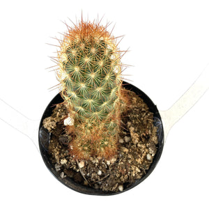 Cactus, 9cm, Mammillaria Elongata 'Cappuccino' - Floral Acres Greenhouse & Garden Centre