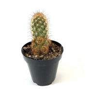 Cactus, 9cm, Mammillaria Elongata 'Cappuccino' - Floral Acres Greenhouse & Garden Centre