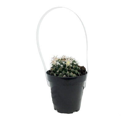 Cactus, 9cm, Mammillaria 'Silver Arrows'