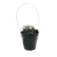 Cactus, 9cm, Mammillaria 'Silver Arrows'