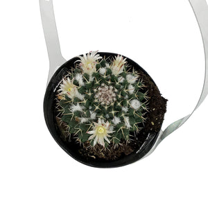 Cactus, 9cm, Mammillaria 'Silver Arrows'