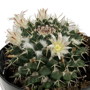 Cactus, 9cm, Mammillaria 'Silver Arrows'