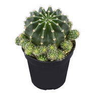 Cactus, 9cm, Echinobivia 'Rainbow Bursts' - Floral Acres Greenhouse & Garden Centre
