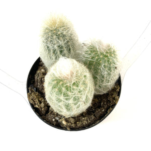 Cactus, 9cm, Espostoa 'Peruvian Old Lady' - Floral Acres Greenhouse & Garden Centre