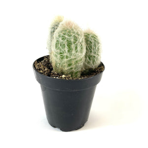 Cactus, 9cm, Espostoa 'Peruvian Old Lady' - Floral Acres Greenhouse & Garden Centre