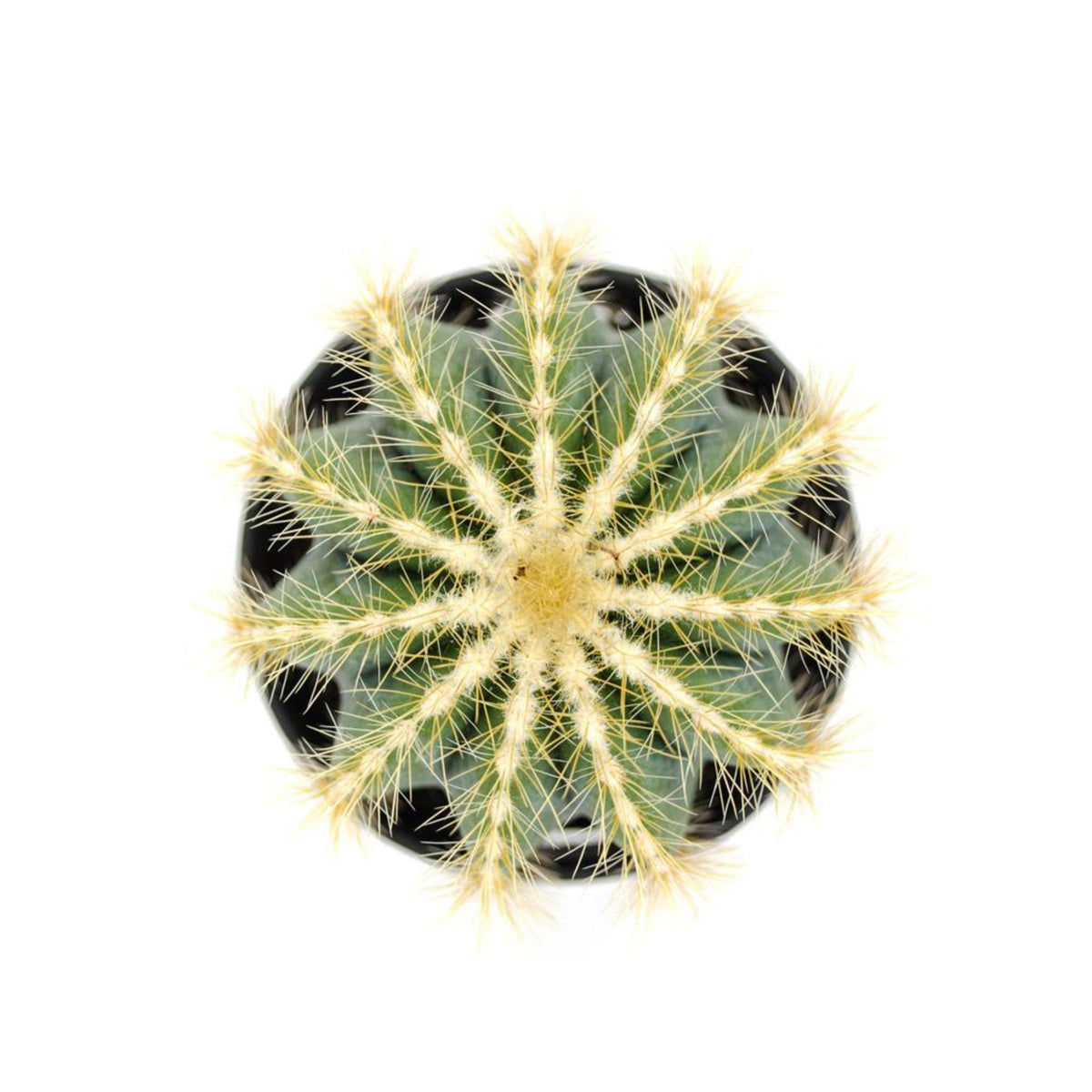 Cactus, 9cm, Notocactus Magnificus 'Balloon' - Floral Acres Greenhouse & Garden Centre