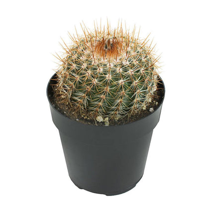 Cactus, 9cm, Notocactus Schlosseri - Floral Acres Greenhouse & Garden Centre