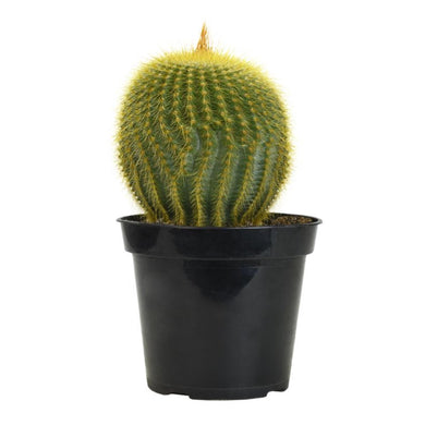 Cactus, 9cm, Notocactus Leninghausii 'Golden Ball' - Floral Acres Greenhouse & Garden Centre