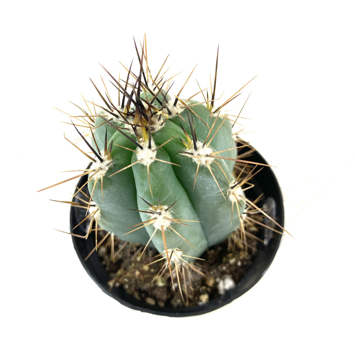 Cactus, 9cm, Stetsonia Coryne 'Toothpick' - Floral Acres Greenhouse & Garden Centre