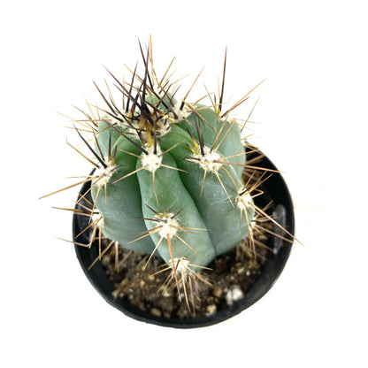 Cactus, 9cm, Stetsonia Coryne 'Toothpick' - Floral Acres Greenhouse & Garden Centre