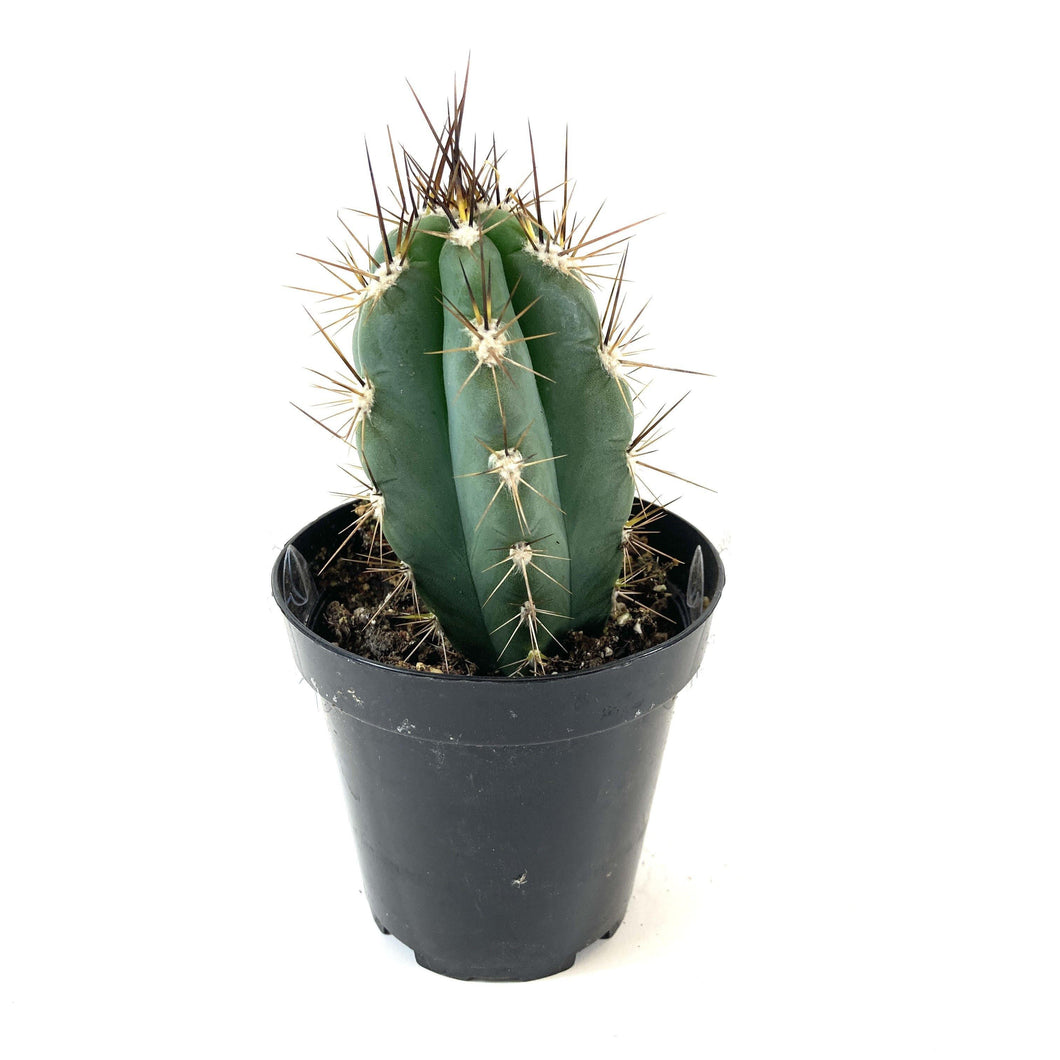 Cactus, 9cm, Stetsonia Coryne 'Toothpick' - Floral Acres Greenhouse & Garden Centre